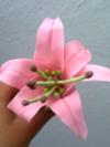 Pink Cold Porcelain Flower