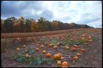 pumpkin patch